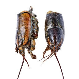 CINQ - LOBSTER CANADIAN (F) - HEAD - 5 KG/BOX