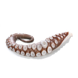 GILMAR - FROZEN OCTOPUS - RAW - TENTACLES T3 (2PCS/PKT) ± 0.475KG/PKT (TVR003)