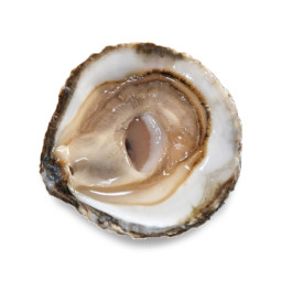 CADORET - OYSTER (L) - BELON (N 0) - 25 PCS (B:1727)