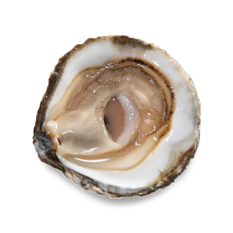 CADORET - OYSTER (L) - BELON (N 0) - 50 PCS (B:1420)