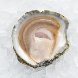 CADORET - OYSTER (L) - BELON (N 1) - 50 PCS (B:1437)