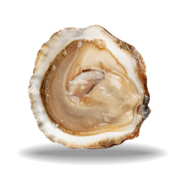 CADORET - OYSTER (L) - BELON (N 2) - 12 PCS (B:1840)