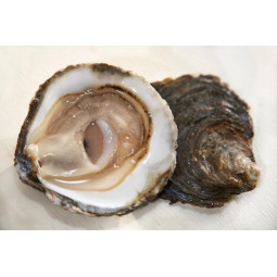 CADORET - OYSTER (L) - BELON (N 3) - 50 PCS (B:1451)