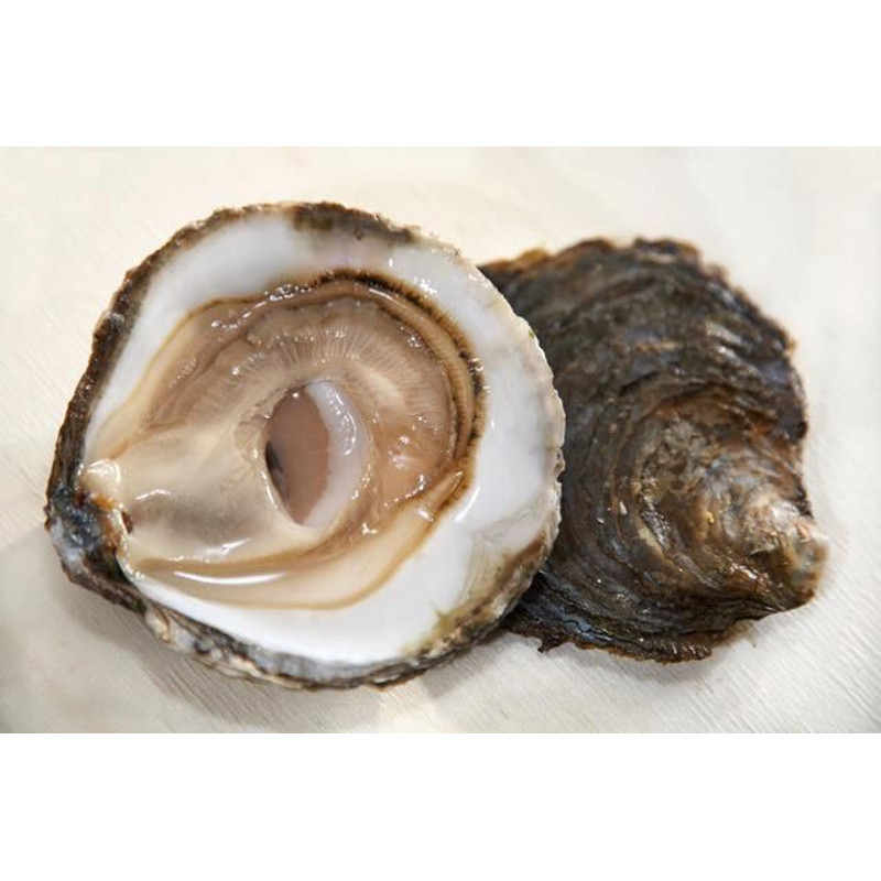 CADORET - OYSTER (L) - BELON (N 3) - 50 PCS (B:1451)