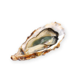 CADORET - OYSTER (L) - FINE DE CLAIRE (N 1) - 48 PCS (B:4056)