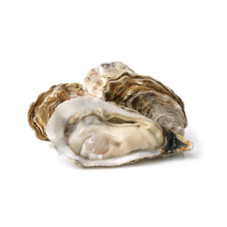 CADORET - OYSTER (L) - FINE DE CLAIRE (N 4) - 24PCS (B:7460)