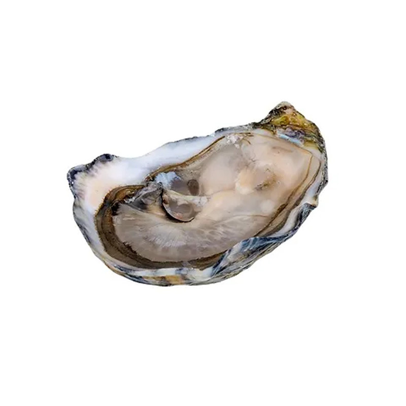 CADORET - OYSTER (L) - PERLES NOIRES (N 2) - 96 PCS (B:3752)
