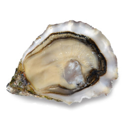 CADORET - OYSTER (L) - GILLARDEAU (N 2) - 24 PCS (B:6345)