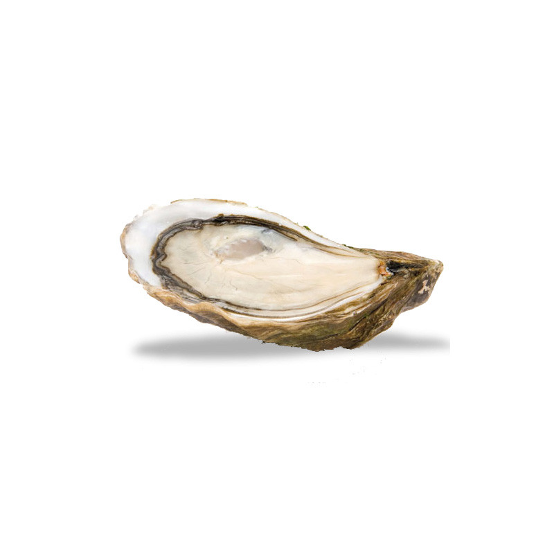 CADORET - OYSTER (L) - POUSSES EN CLAIRE (LABEL ROUGE) (N 2) - 24 PCS