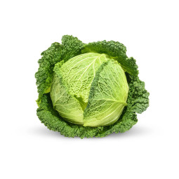 CFR - CABBAGE SAVOY - 6PC CASE (BRA048)