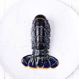 CINQ LOBSTER BLUE EUROPEAN TAIL SHELL ON (100-140G X 25)