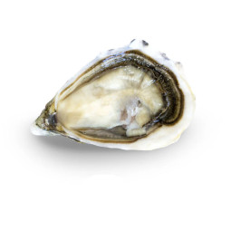 CFR - OYSTER (L) - GEAY FDC MARENNES OLERON N3 - 100 PCS (OYS099)