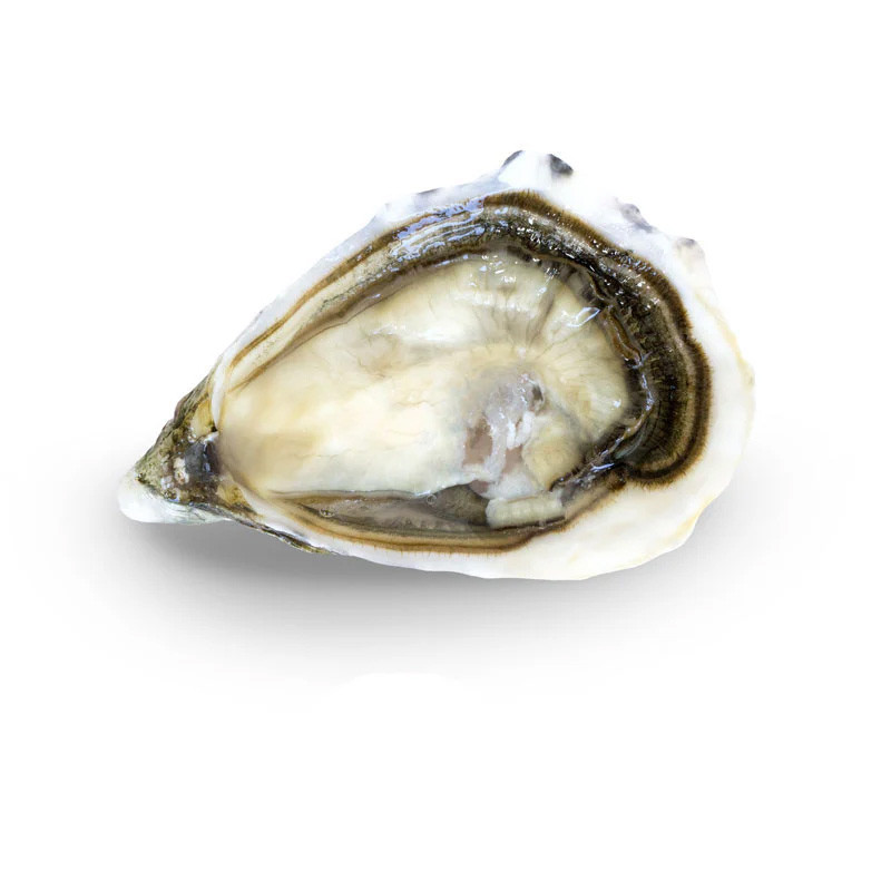 CFR - OYSTER (L) - GEAY FDC MARENNES OLERON N3 - 100 PCS (OYS099)